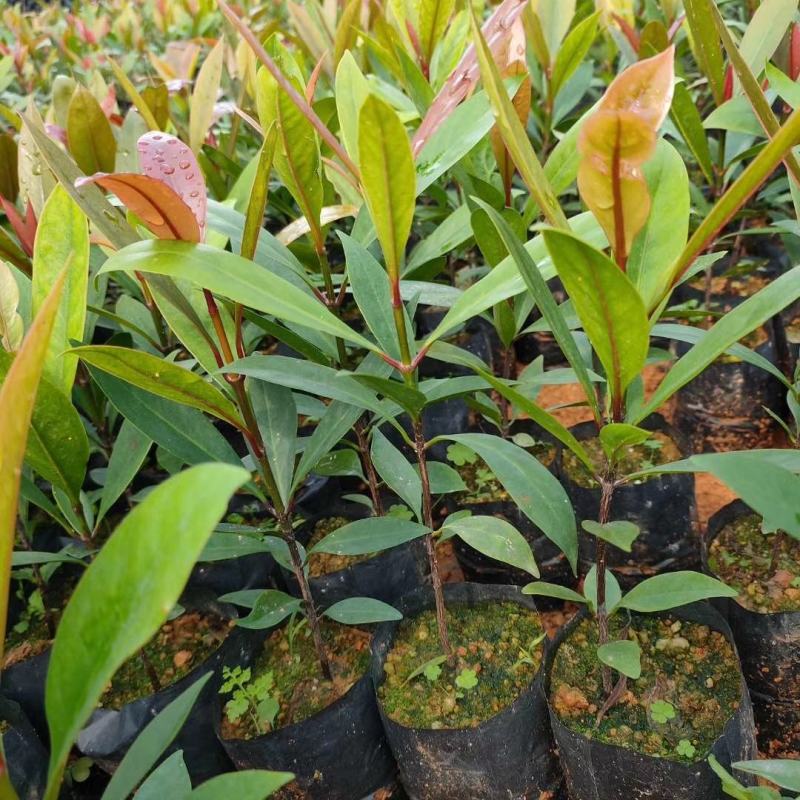 岭南山竹子苗阳台家庭后院盆栽种植成活率高产量高，死苗包补