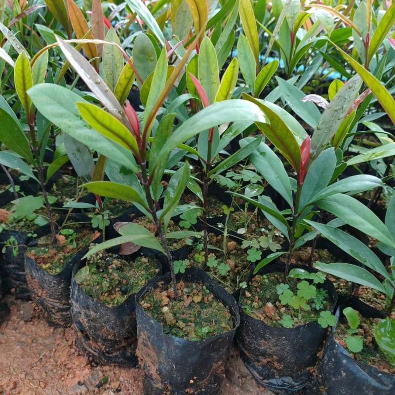 岭南山竹子苗阳台家庭后院盆栽种植成活率高产量高，死苗包补