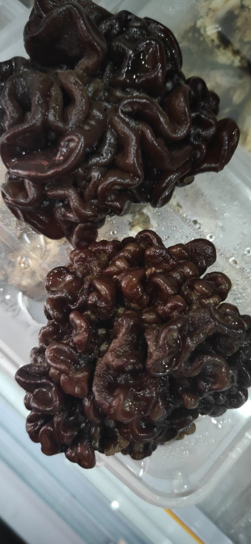 核桃菌，泡发12斤以上质量很好！