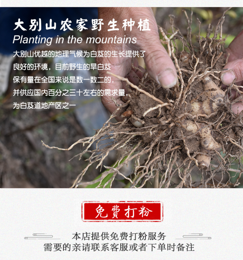 中药材批发供应白芨白芨个三叉白芨白芨片优质白芨