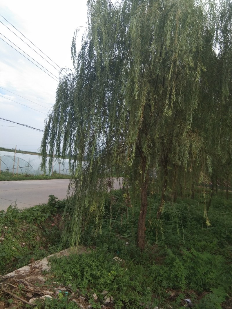 垂柳，冠幅饱满完整