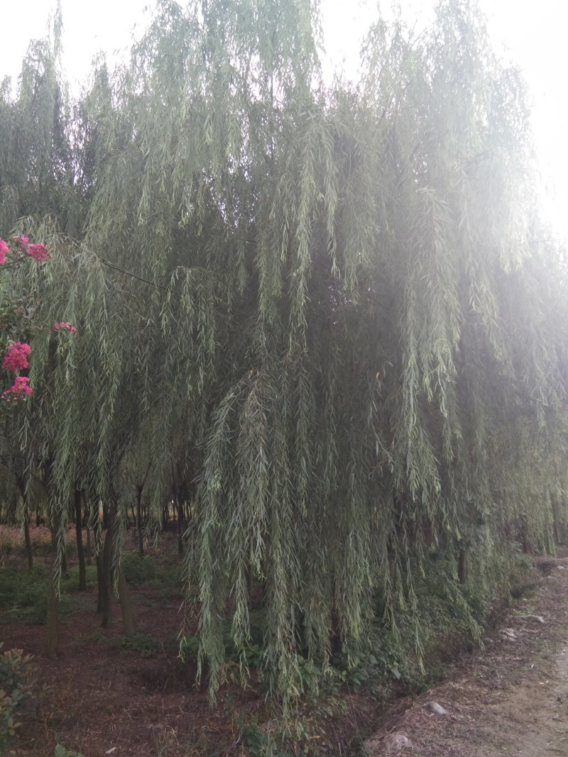 垂柳，冠幅饱满完整