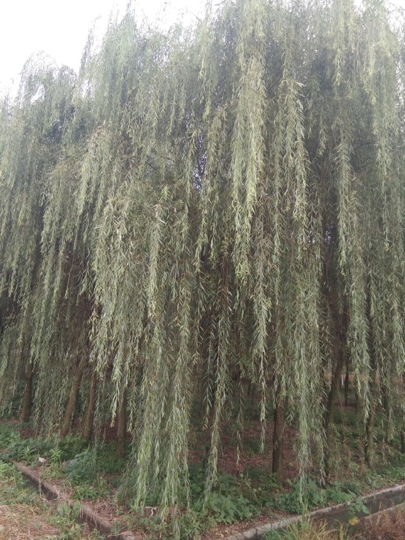 垂柳，冠幅饱满完整