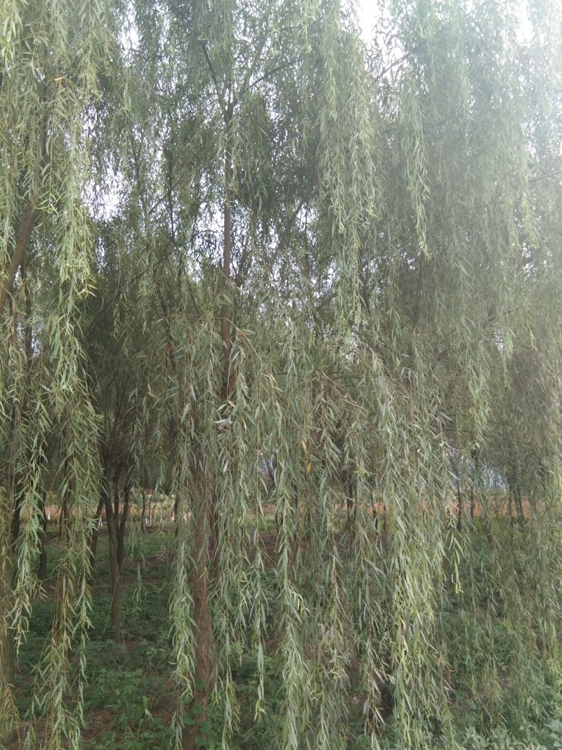 垂柳，冠幅饱满完整