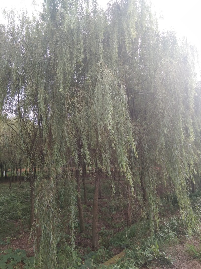 垂柳，冠幅饱满完整