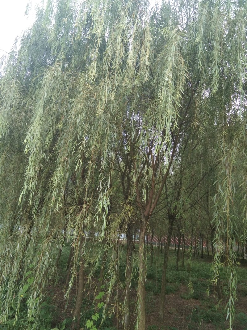 垂柳，冠幅饱满完整