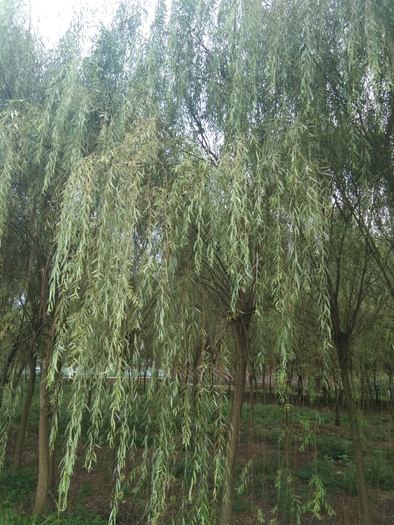 垂柳，冠幅饱满完整