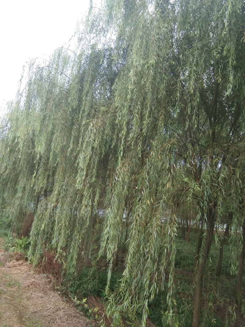 垂柳，冠幅饱满完整