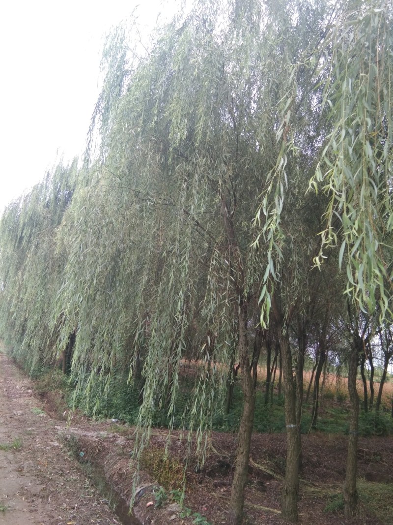 垂柳，冠幅饱满完整