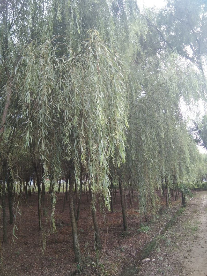 垂柳，冠幅饱满完整