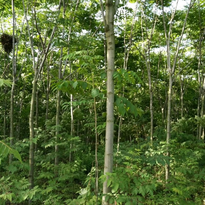 小叶香樟四至六公分自育自销