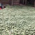 圆菠萝核桃（分白菠萝和红菠萝果，共两个品种)