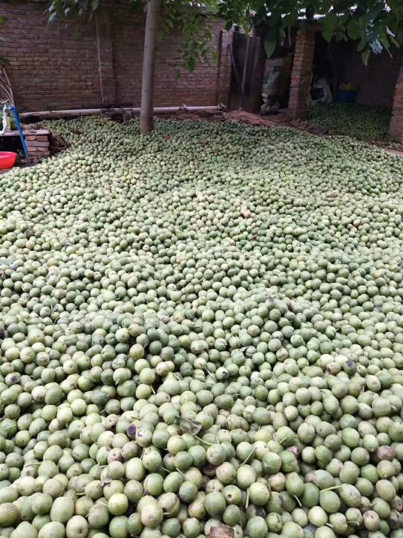 圆菠萝核桃（分白菠萝和红菠萝果，共两个品种)