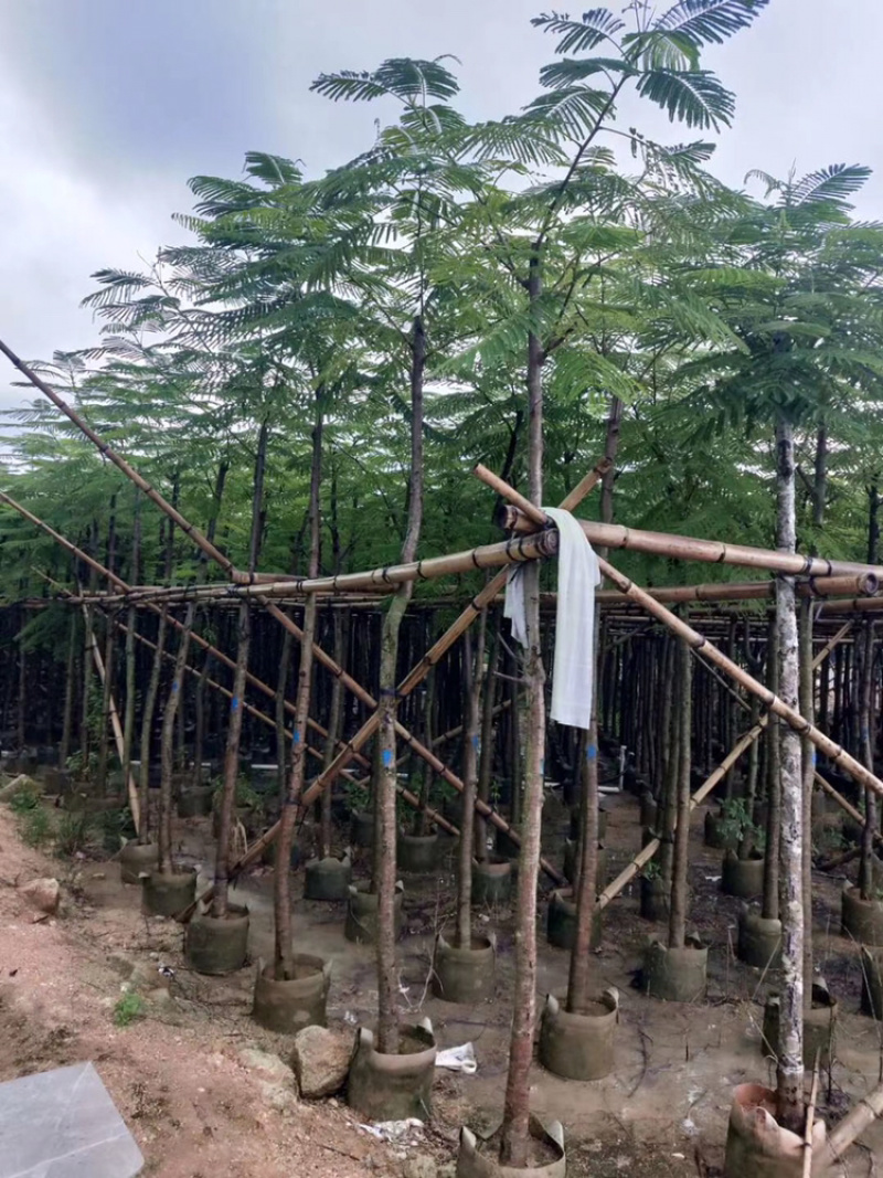 凤凰木5-50公分移值绿化苗