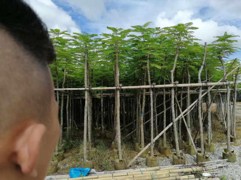 凤凰木5-50公分移值绿化苗