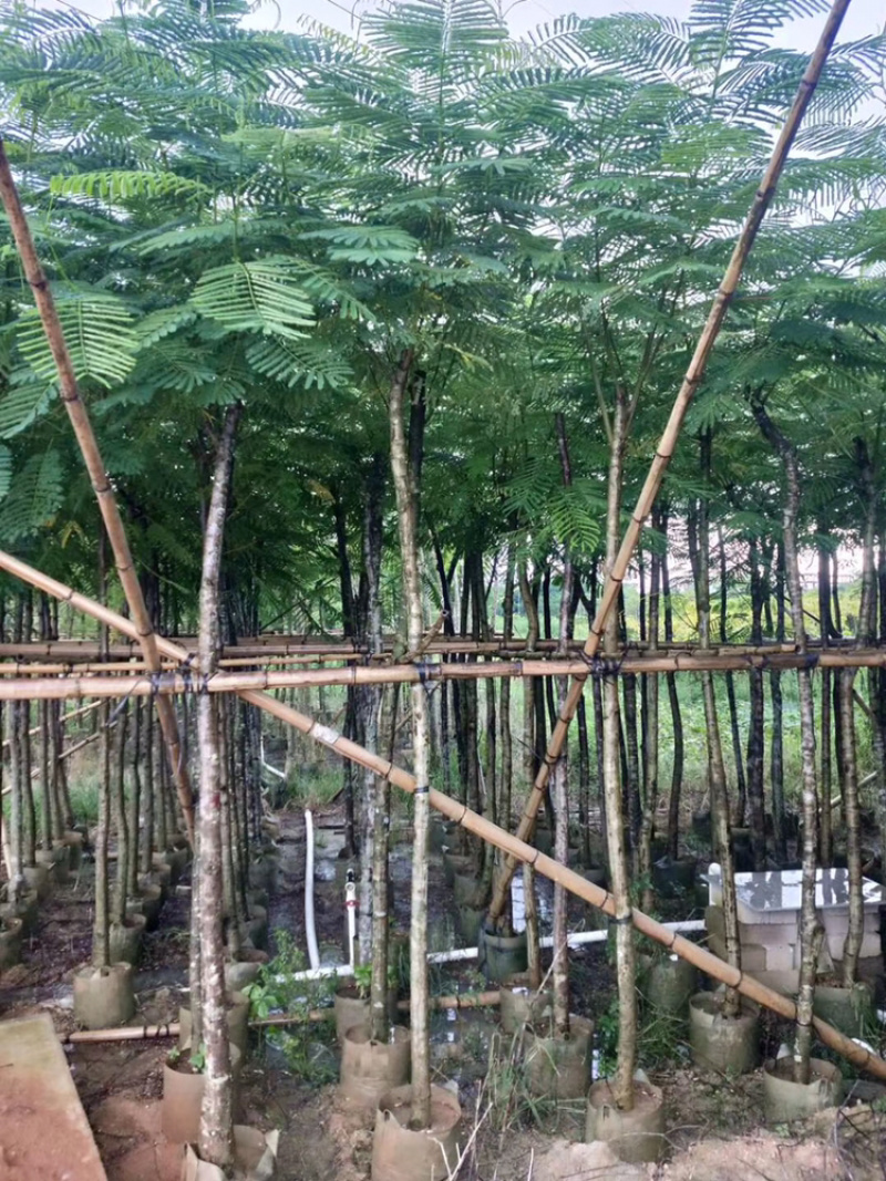 凤凰木5-50公分移值绿化苗