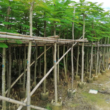 凤凰木5-50公分移值绿化苗