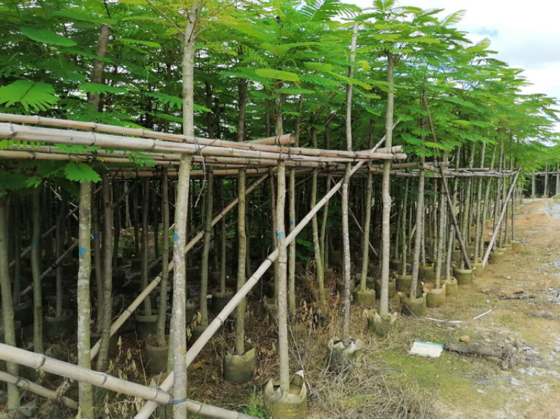 凤凰木5-50公分移值绿化苗