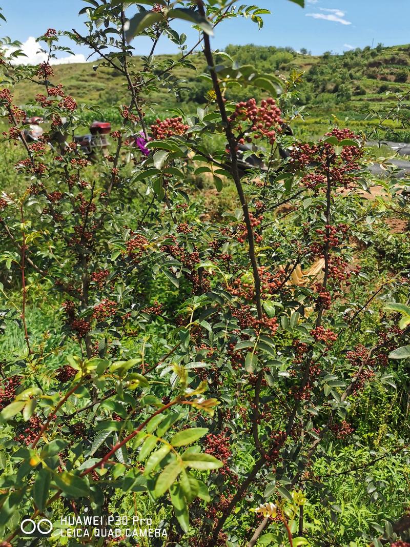 云南无刺大红袍花椒苗，四川汉源花椒苗产地批发保证品种纯正