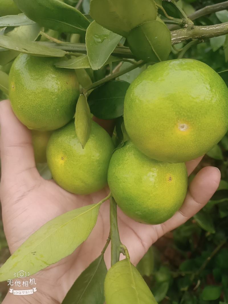温州柑，特早熟柑，普早，青皮密橘大量上市