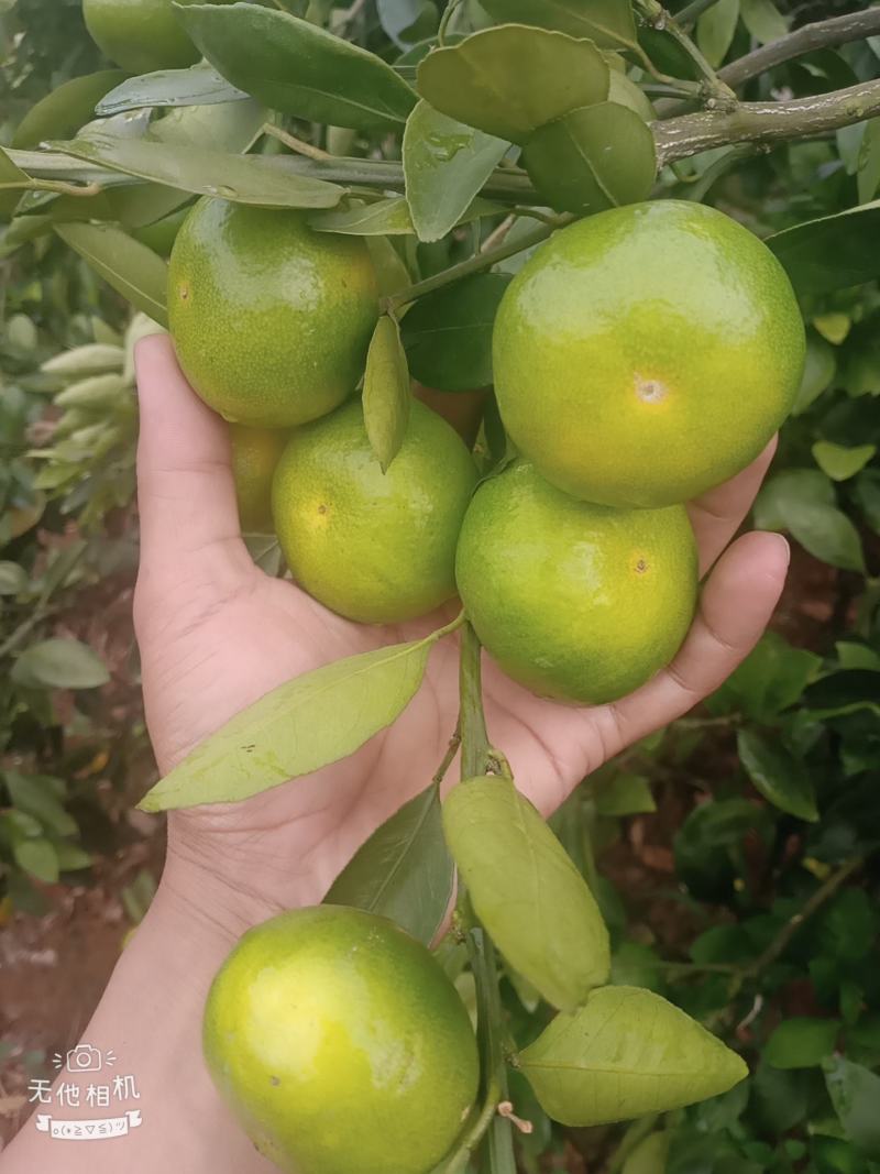 温州柑，特早熟柑，普早，青皮密橘大量上市