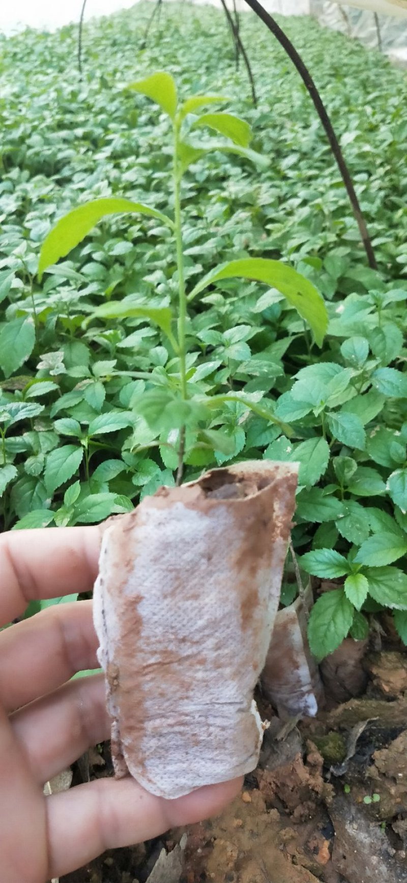 岗梅苗【天星木苗】正宗两广品种小岗梅基地直发品种多