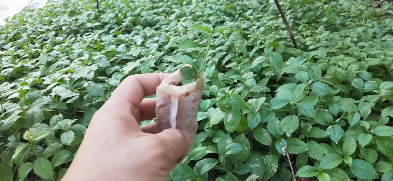 岗梅苗【天星木苗】正宗两广品种小岗梅基地直发品种多