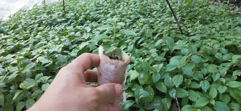 岗梅苗【天星木苗】正宗两广品种小岗梅基地直发品种多