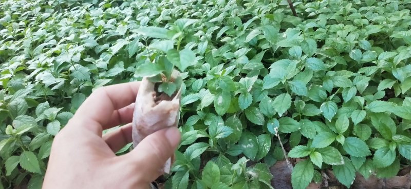 岗梅苗【天星木苗】正宗两广品种小岗梅基地直发品种多