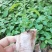 岗梅苗【天星木苗】正宗两广品种小岗梅基地直发品种多