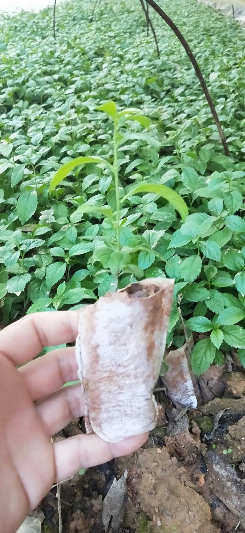 岗梅苗【天星木苗】正宗两广品种小岗梅基地直发品种多