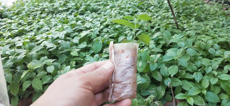 岗梅苗【天星木苗】正宗两广品种小岗梅基地直发品种多