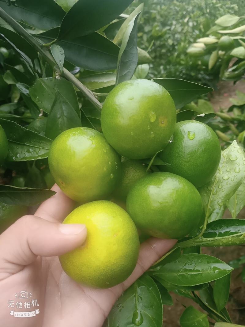 温州柑，特早熟柑，普早，青皮密橘大量上市
