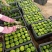 温州柑，特早熟柑，普早，青皮密橘大量上市