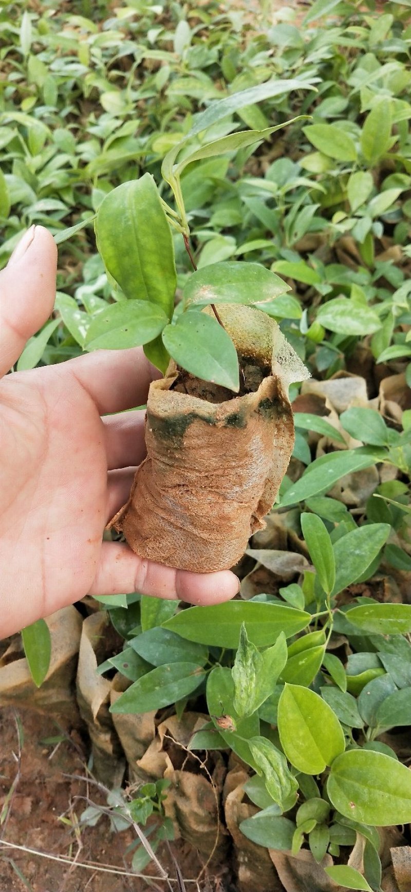 土茯苓苗冷饭团正宗白肉品种基地直销