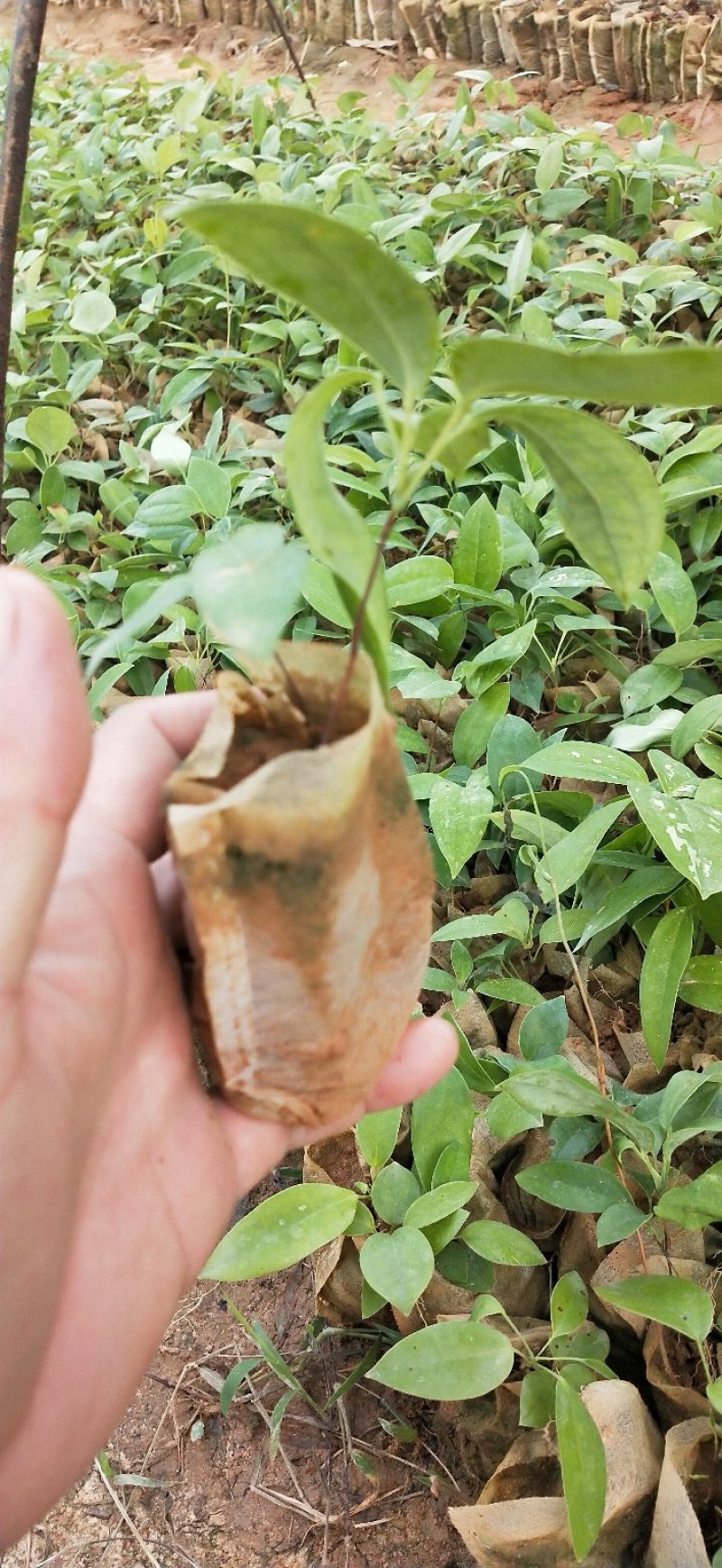 土茯苓苗冷饭团正宗白肉品种基地直销