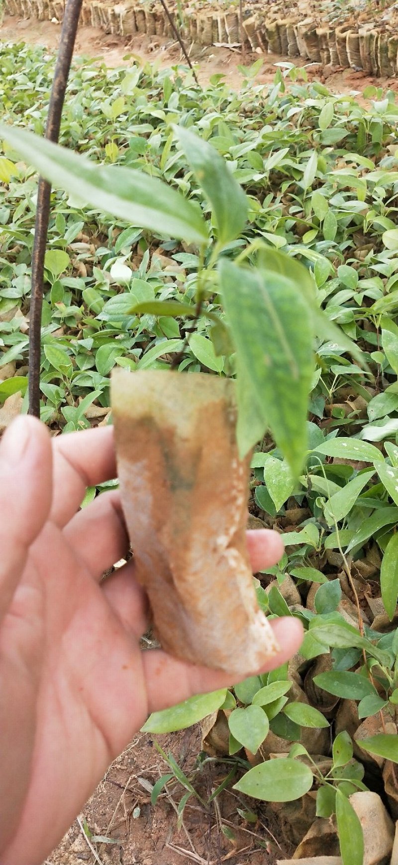 土茯苓苗冷饭团正宗白肉品种基地直销