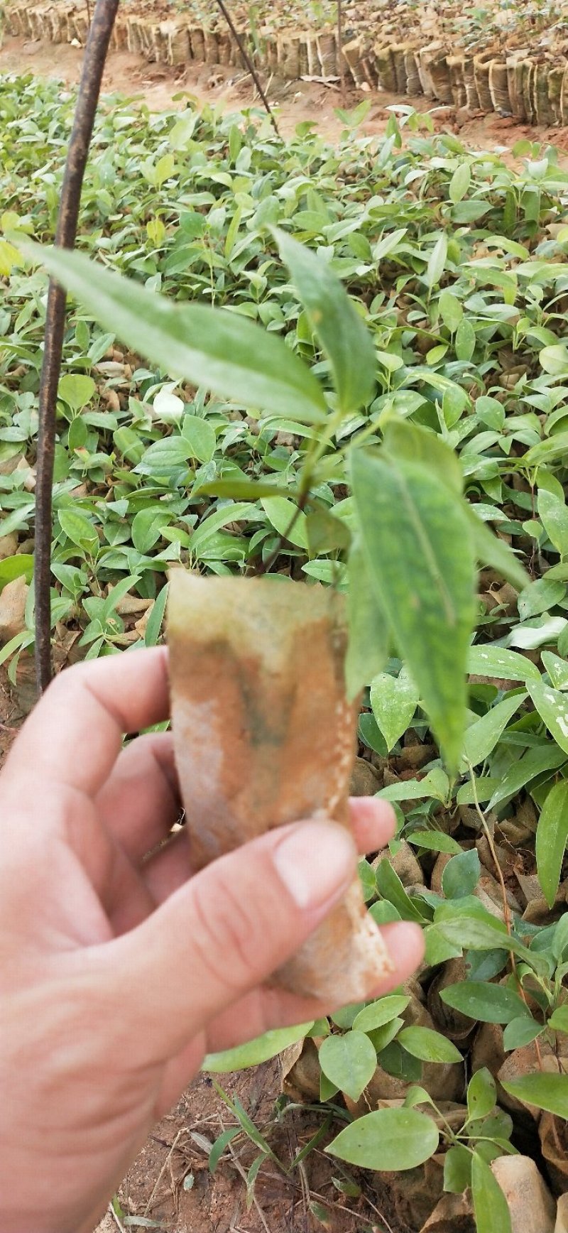 土茯苓苗冷饭团正宗白肉品种基地直销