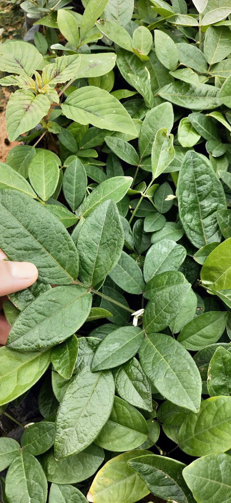 黄毛牛大力苗正宗黄毛品种保证高产有保证