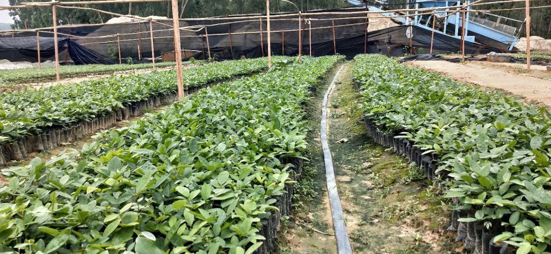 黄毛牛大力苗正宗黄毛品种保证高产有保证