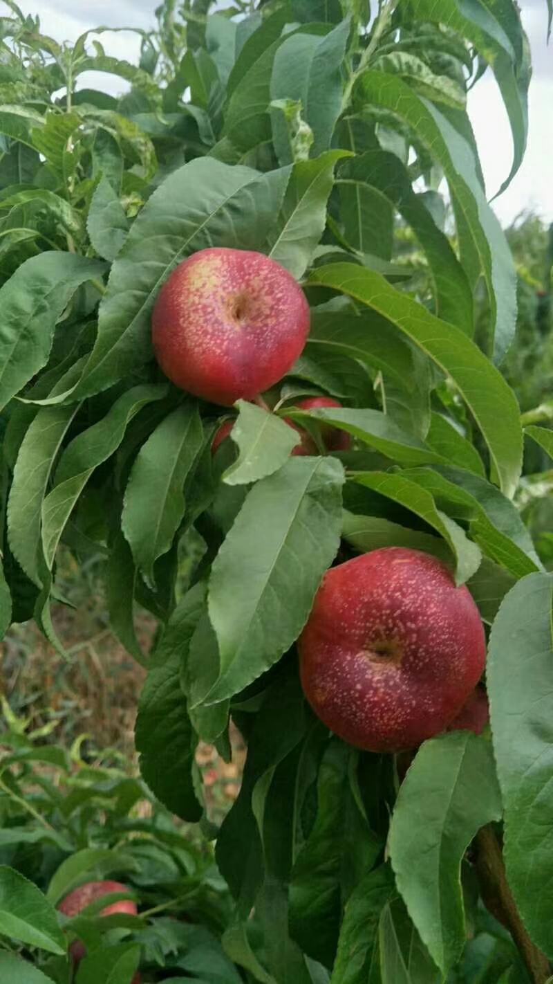 新疆油蟠桃/冰糖蟠桃/油蟠桃/新疆桃子
