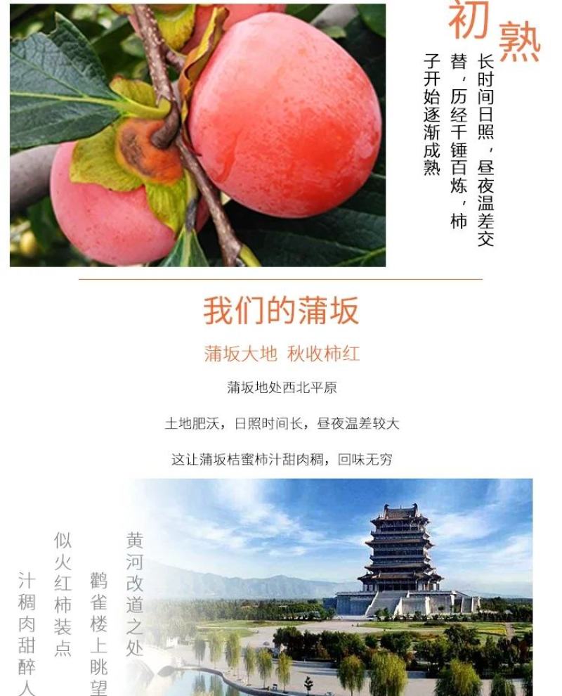 山西新鲜7月黄柿子爆甜水果蜜柿应季蜜罐软柿子甜火晶柿子