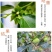 山西新鲜7月黄柿子爆甜水果蜜柿应季蜜罐软柿子甜火晶柿子