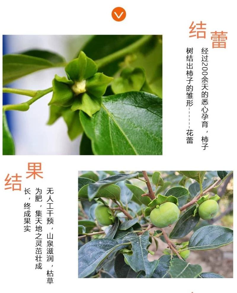 山西新鲜7月黄柿子爆甜水果蜜柿应季蜜罐软柿子甜火晶柿子