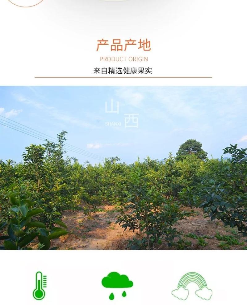 山西新鲜7月黄柿子爆甜水果蜜柿应季蜜罐软柿子甜火晶柿子