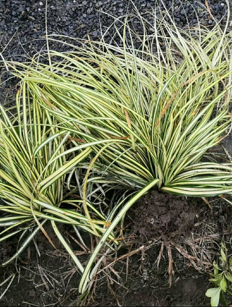 金叶苔草，质优价廉，欢迎大量采购。