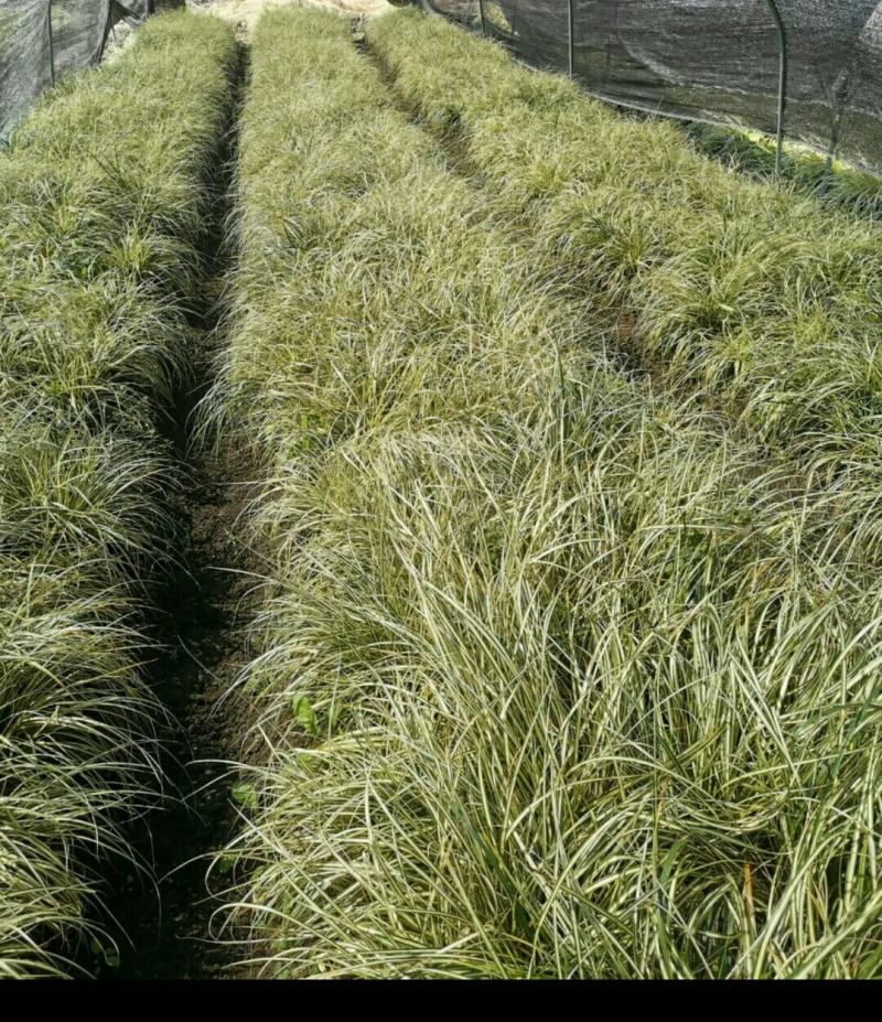 金叶苔草，质优价廉，欢迎大量采购。