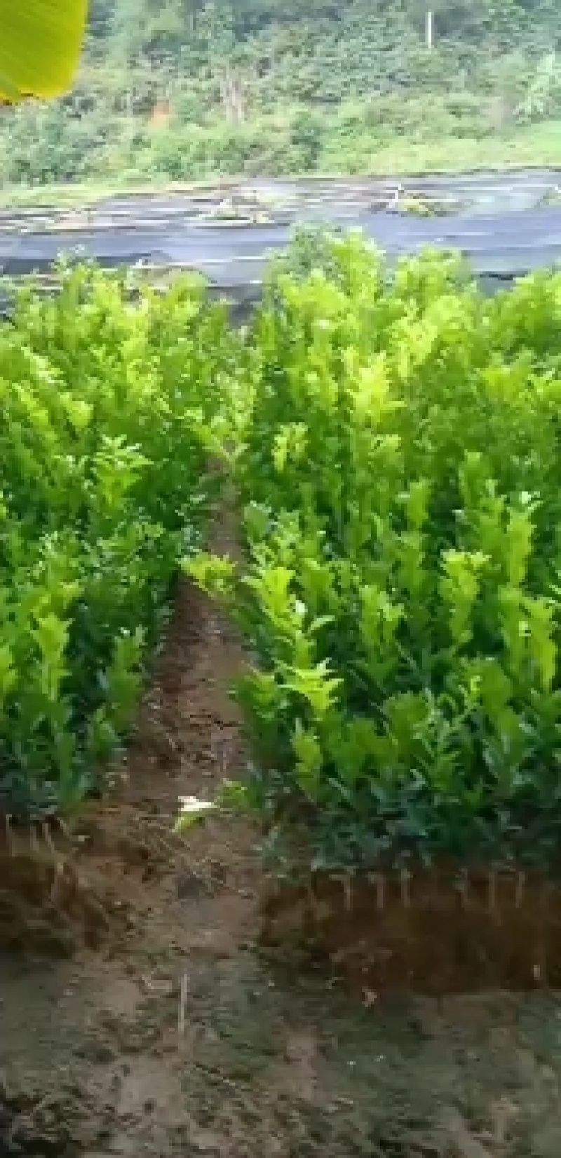 柠檬苗广西发货包邮四季香水，青柠檬，