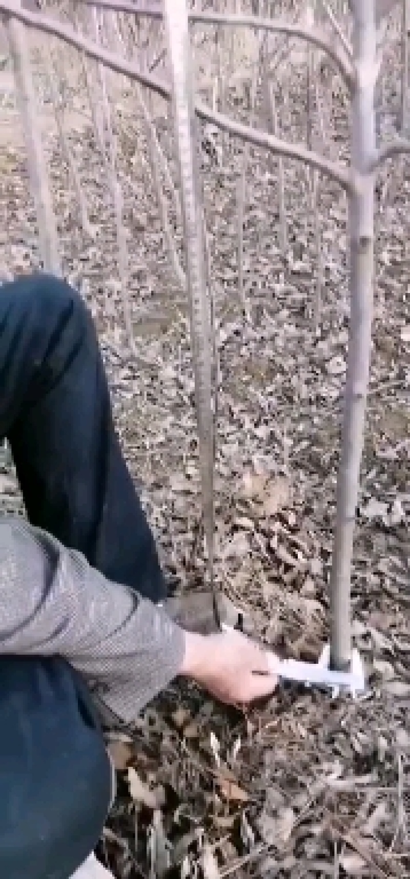 苹果苗寒富苹果苗富士系列苹果苗纯度保证成活率高