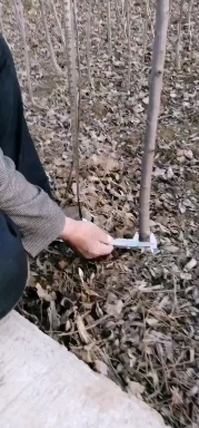 苹果苗寒富苹果苗富士系列苹果苗纯度保证成活率高